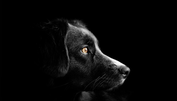 Сколько собак вы видите на картинке: двухминутный тест на умственный возраст