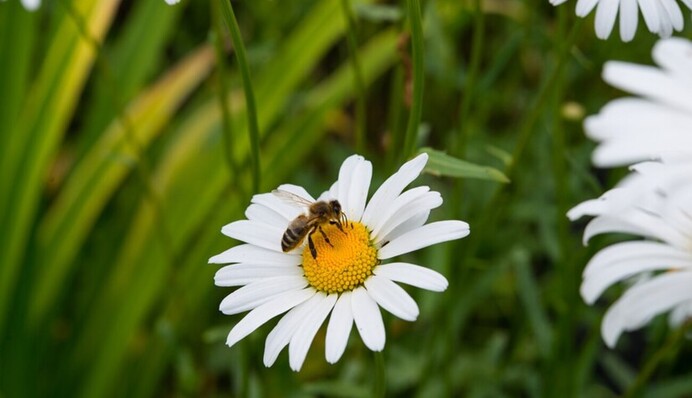 Найдите пчелу среди ромашек за 7 секунд: головоломка с подвохом