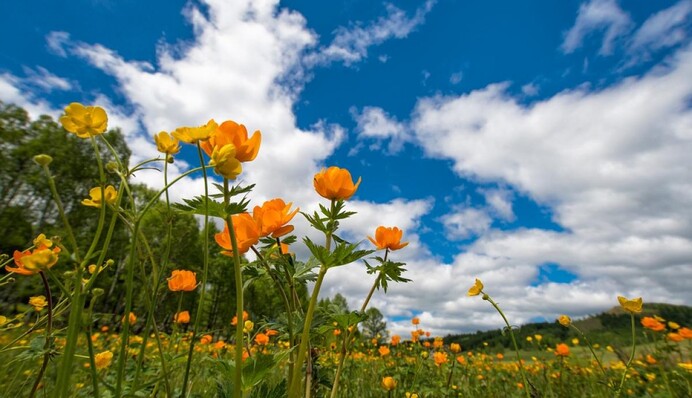 Час провідати далеких родичів: яке свято 23 травня і чого не варто робити в цей день