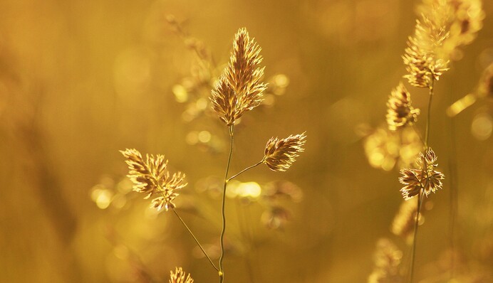 Где и когда в Украине ударит 30-градусная жара: даты и карта погоды