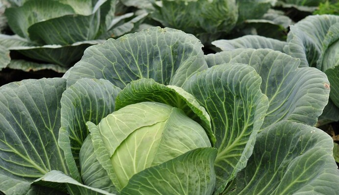 У капусти скручується і жовтіє листя: як врятувати рослину