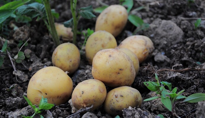 Как собрать картофель в июне: важные правила для дачников