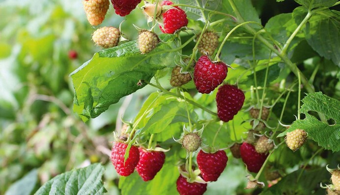 Посягает на чужую территорию: что посадить рядом с малиной