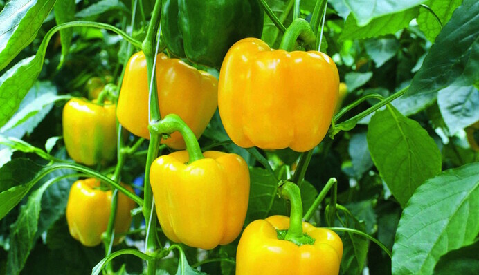 Перець віддячить щедрим врожаєм: забутий спосіб підживлення пшоном