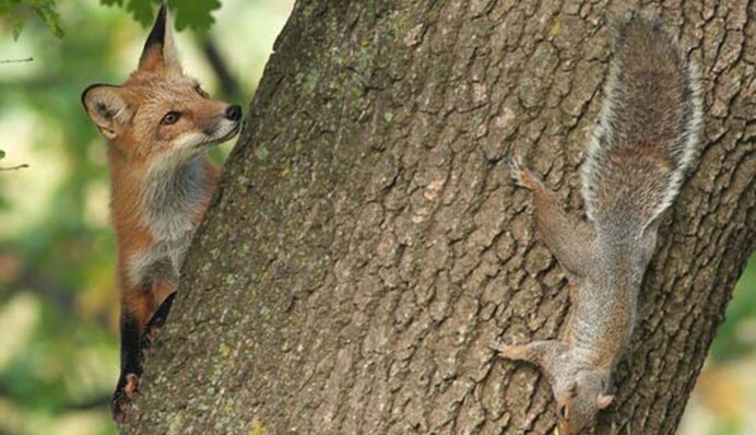 Как найти белку среди лис за 10 секунд: коварная оптическая иллюзия