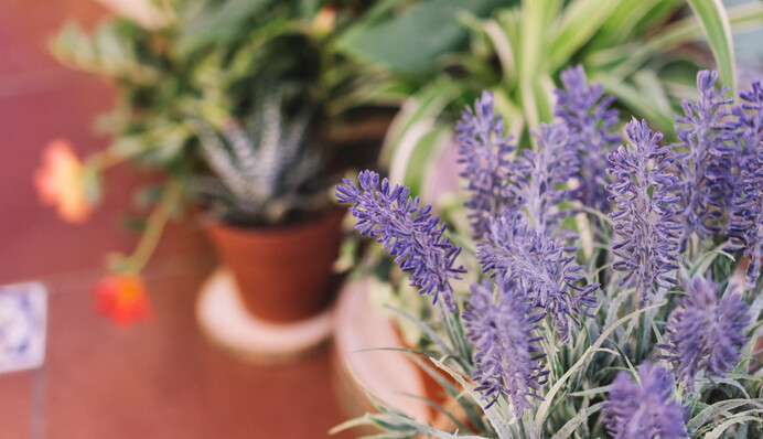 Мухи їх на дух не переносять: які рослини проженуть з дому набридливих комах