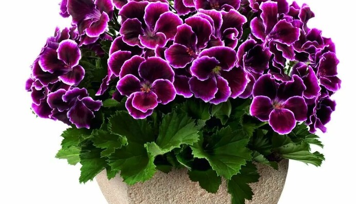 Многие держат их в квартире: список растений, которые опасно ставить в детской комнате