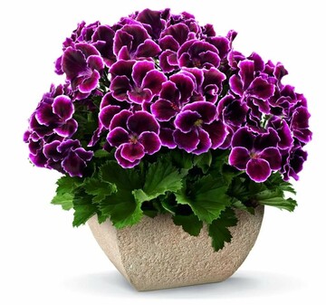 Багато хто тримає їх у квартирі: список рослин, які небезпечно ставити у дитячій кімнаті