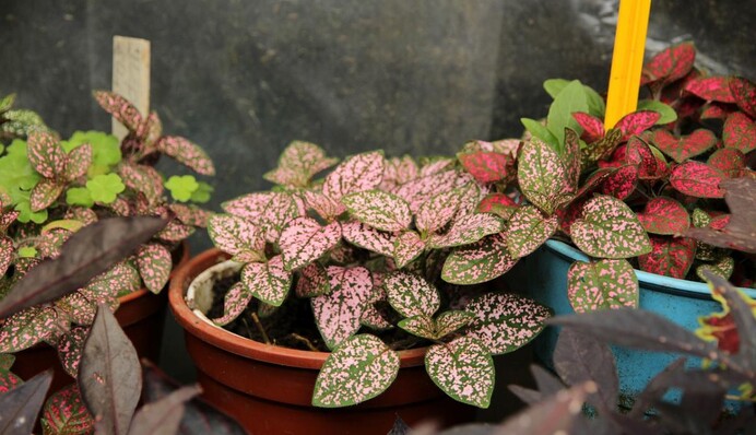 Есть в каждом доме: натуральное и доступное удобрение для комнатных растений