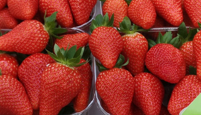 Польские фермеры собирают акцию протеста из-за падения цен на клубнику