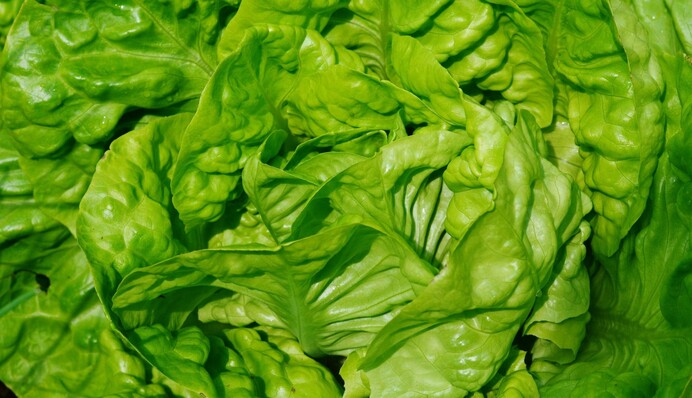 Ділянка не пустуватиме: які рослини саджати на городі у червні