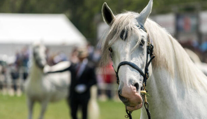 Знайдіть на малюнку особливого коня: головоломка для тренування ідеального зору