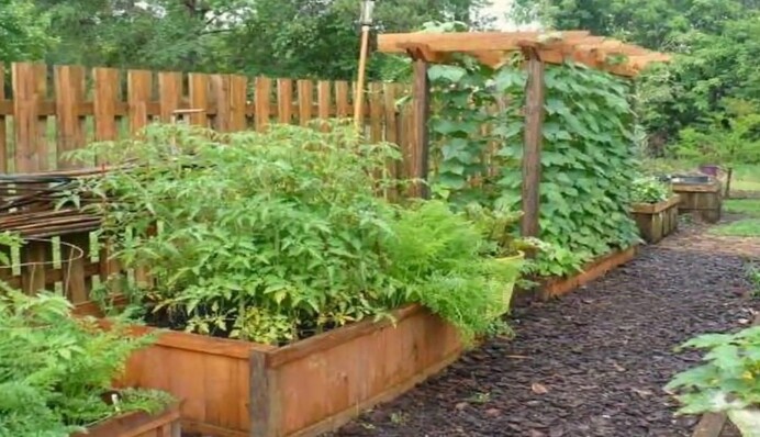 Чем подкормить огурцы, чтобы дать хороший старт: проверенные и действенные способы