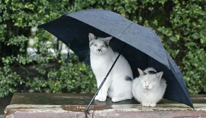 Дожди, грозы и шквалы: синоптик предупредила об ухудшении погоды