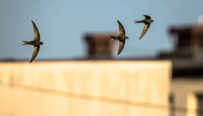 Якими будуть погода і урожай: популярні народні прикмети червня