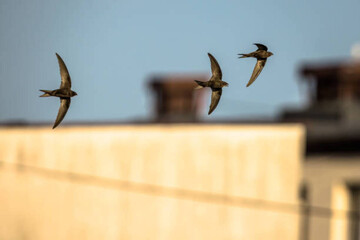 Якими будуть погода і урожай: популярні народні прикмети червня