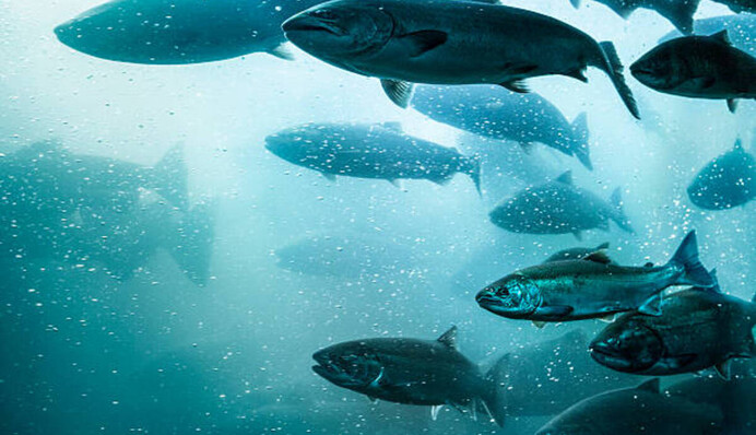 До удачі і не тільки: що означає, коли приснилася риба