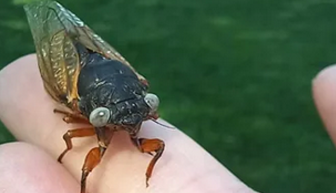 Блакитноокі мутанти: у США помітили незвичайних комах