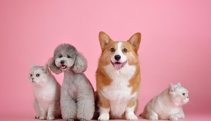 Как узнать свой характер по любимцу: простой, но забавный тест