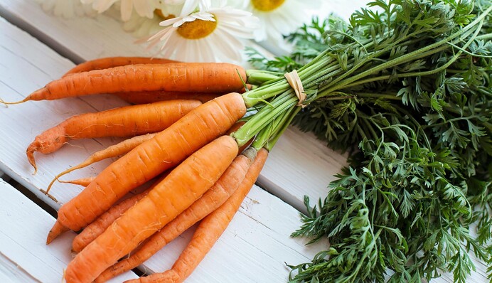 Не взошла морковь: можно ли сеять семена в июне