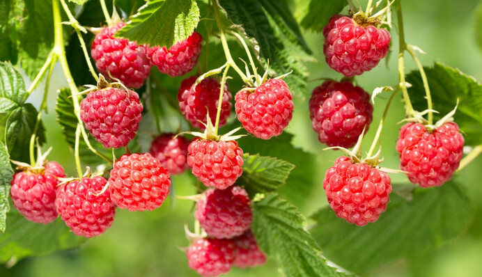 Как правильно подвязать малину: секреты садоводов для щедрого урожая