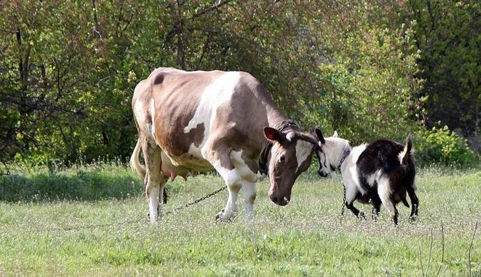 Бачите корів, а шукати треба козу: підступна ілюзія за 7 секунд