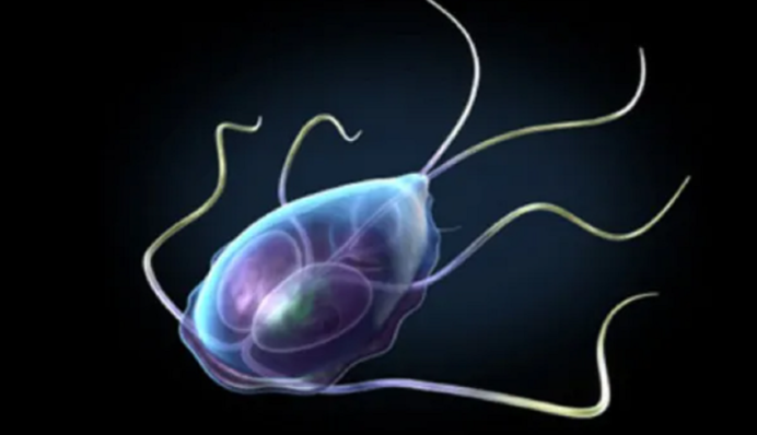 Что такое лямблиоз и как он передается: врач рассказал о распространенной кишечной инфекции