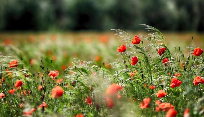 1 июня в истории: День рождения Супермена и казнь диктатора Антонеску