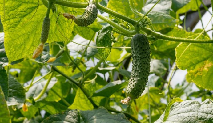 Щедрый урожай гарантирован: чем подкормить огурцы в июне