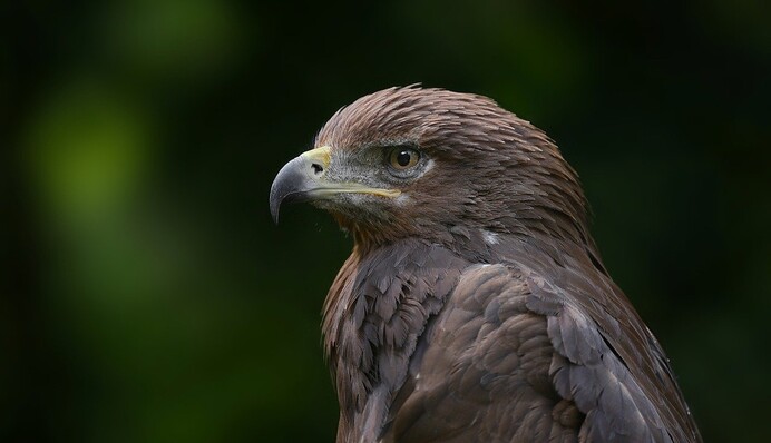 Хитра і підступна ілюзія на IQ: як знайти за 8 секунд орла серед каменів