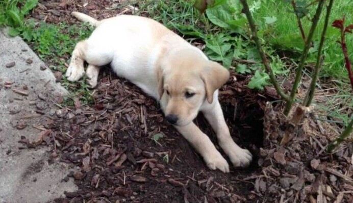 Охотится на добычу: как отучить собаку рыть ямы на огороде