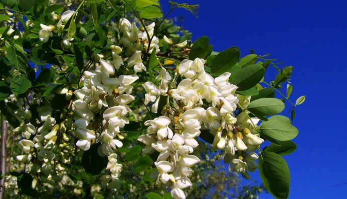 Зацвіла акація – рік буде врожайним: головні прикмети червня