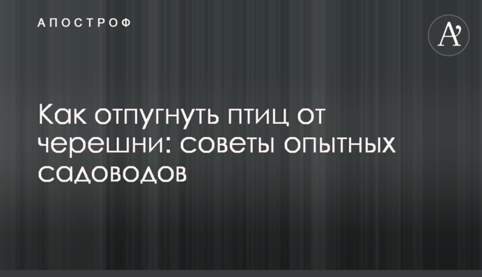 Как отпугнуть птиц от черешни: советы опытных садоводов