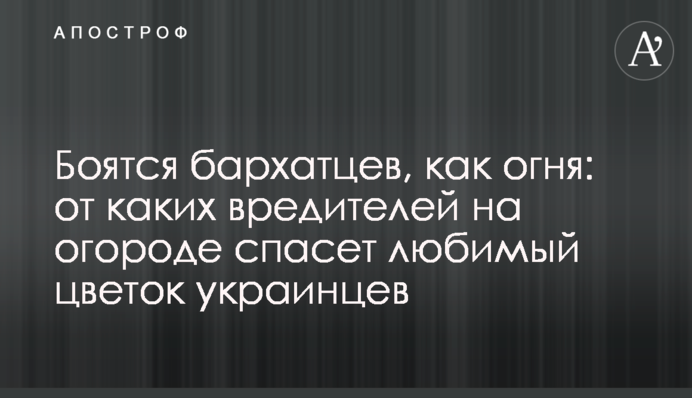 Боятся бархатцев, как огня: от каких вредителей на огороде спасет любимый цветок украинцев