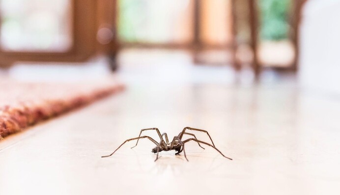 Как выгнать пауков из дома: действенные советы хозяйкам