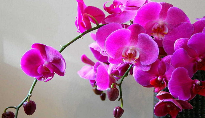 Тропічний куточок на підвіконні: як виростити  красиві і здорові орхідеї