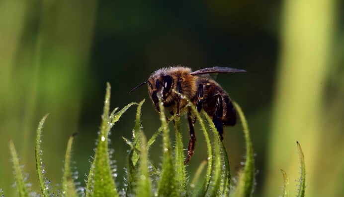 Садівників закликають не косити газони до кінця червня: в чому причина
