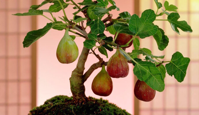 Любят много влаги: какие плодовые деревья реально вырастить в квартире