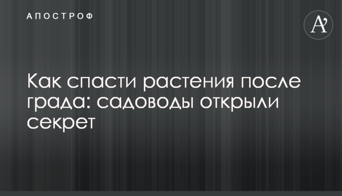 Как спасти растения после града: садоводы открыли секрет