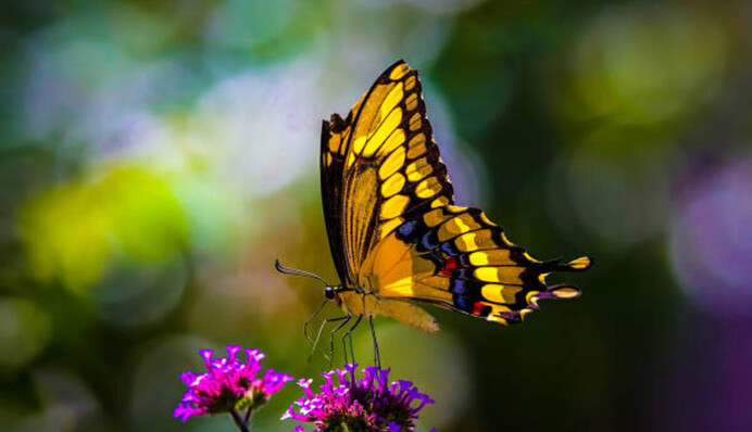 Лише одиниці впораються із завданням: знайдіть метелика за 20 секунд