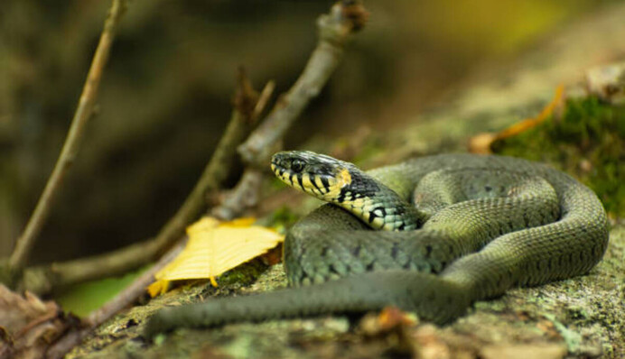 У вас есть 60 секунд, чтобы найти змею среди арбузов: интересная головоломка для 