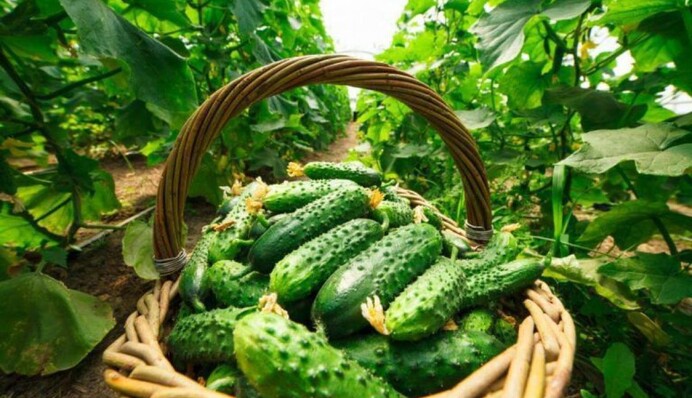 Этот продукт есть на каждой кухне: как сделать полезное удобрение для подкормки огурцов