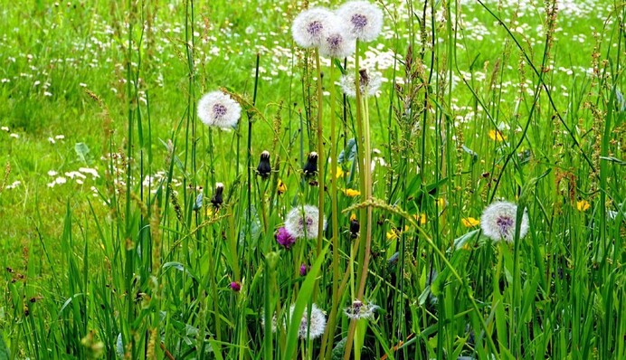 Бачите кульбабу – знайдіть конюшину: оптичні ілюзія з підступом