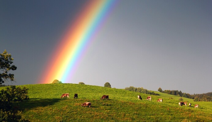 Украину снова накроют дожди с грозами и 30-градусная жара: прогноз на 7 июня