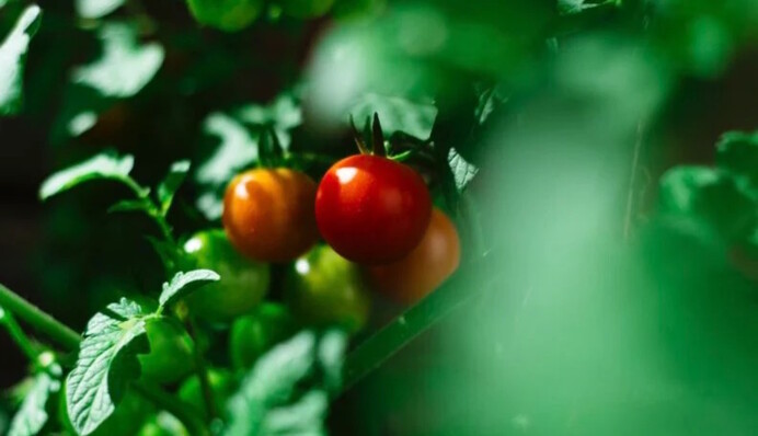Чим обробити помідори, аби знищити грибок: допоможе дешевий засіб