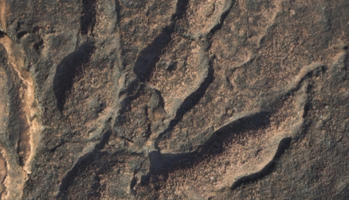 Жили более 200 млн назад: ученые приоткрыли тайну 