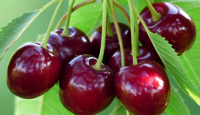 Идеальное удобрение для улучшения урожая вишни и черешни: как его сделать