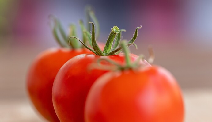 Як підвищити врожайність помідорів: допоможе копійчаний засіб
