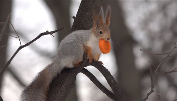 Мало кто увидит сразу: как найти среди белок морковь