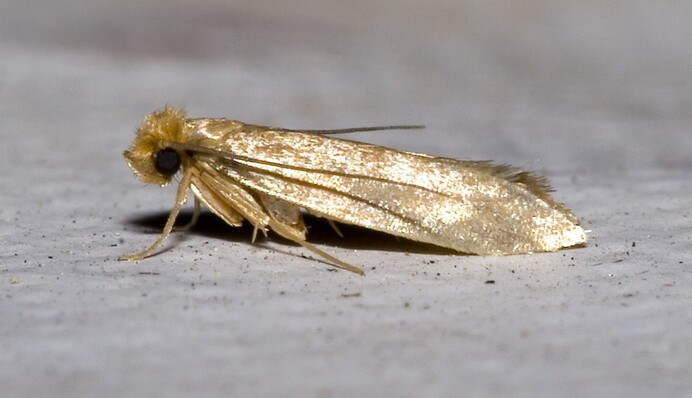 Надокучає міль? Як швидко позбутися комах у крупах та у шафі